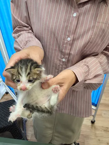 믹스묘 · 00506, 가족을 기다리는 고양이