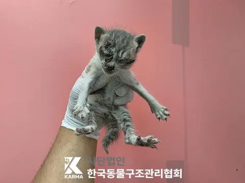 한국 고양이 · 00178, 가족을 기다리는 고양이