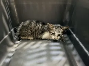 믹스묘 · 00177, 가족을 기다리는 고양이