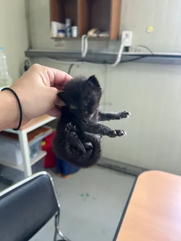 한국 고양이 · 00183, 가족을 기다리는 고양이