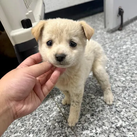 믹스견 · 00310, 가족을 기다리는 강아지
