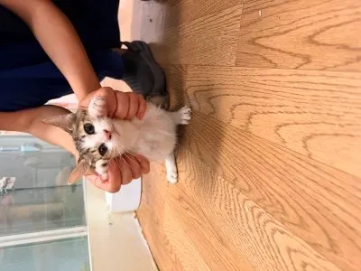 믹스묘 · 00231, 가족을 기다리는 고양이