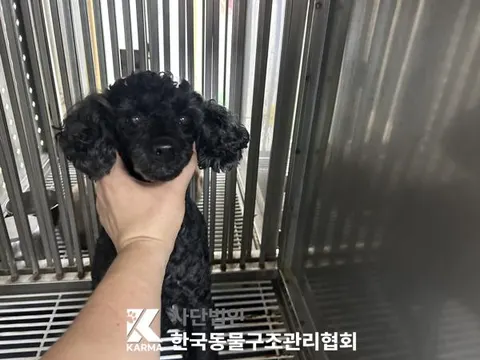 푸들 · 00172, 가족을 기다리는 강아지