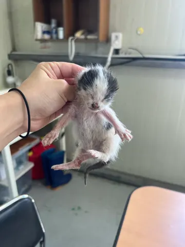 한국 고양이 · 00303, 가족을 기다리는 고양이
