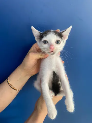 한국 고양이 · 00478, 가족을 기다리는 고양이