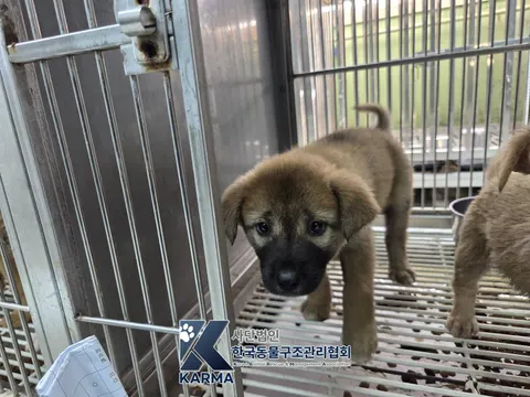 믹스견 · 00200, 가족을 기다리는 강아지