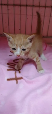 한국 고양이 · 00759, 가족을 기다리는 고양이