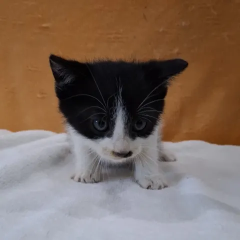 믹스묘 · 00759, 가족을 기다리는 고양이