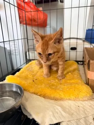 믹스묘 · 00225, 가족을 기다리는 고양이