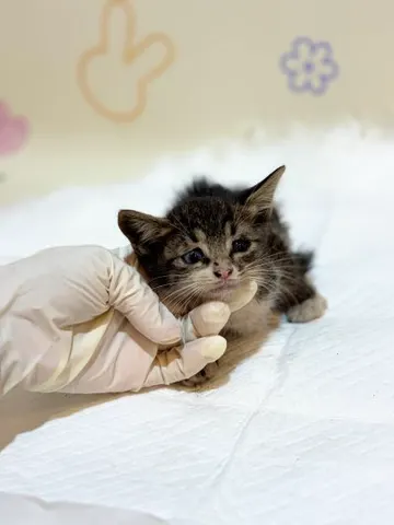 믹스묘 · 00190, 가족을 기다리는 고양이