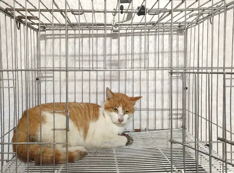 한국 고양이 · 00375, 가족을 기다리는 고양이
