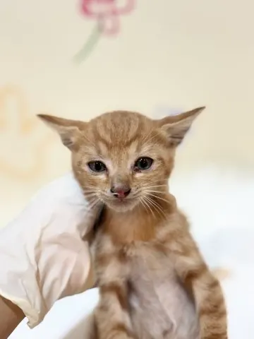 믹스묘 · 00191, 가족을 기다리는 고양이