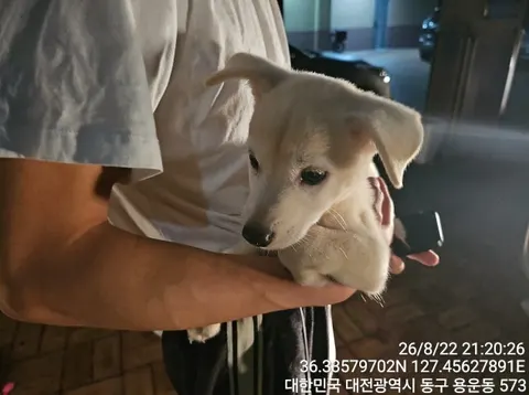 믹스견 · 00139, 가족을 기다리는 강아지