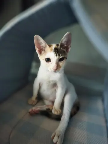한국 고양이 · 00266, 가족을 기다리는 고양이