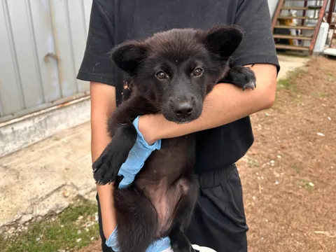 믹스견 · 00116, 가족을 기다리는 강아지
