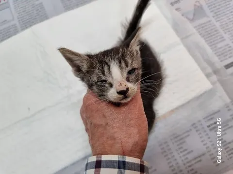 한국 고양이 · 00153, 가족을 기다리는 고양이