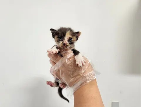 한국 고양이 · 00519, 가족을 기다리는 고양이