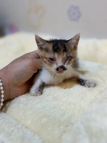 믹스묘 · 00230, 가족을 기다리는 고양이