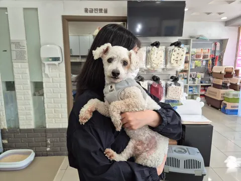 푸들 · 00150, 가족을 기다리는 강아지