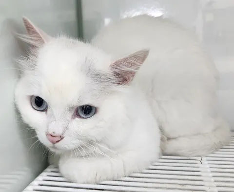 페르시안 · 00280, 가족을 기다리는 고양이