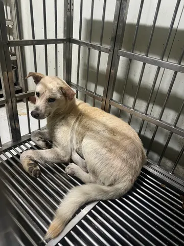 믹스견 · 00383, 가족을 기다리는 강아지