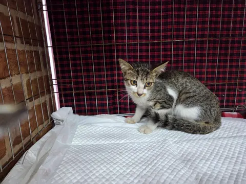 한국 고양이 · 00509, 가족을 기다리는 고양이