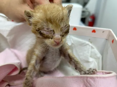 한국 고양이 · 00135, 가족을 기다리는 고양이