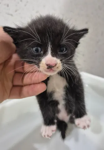 한국 고양이 · 00449, 가족을 기다리는 고양이