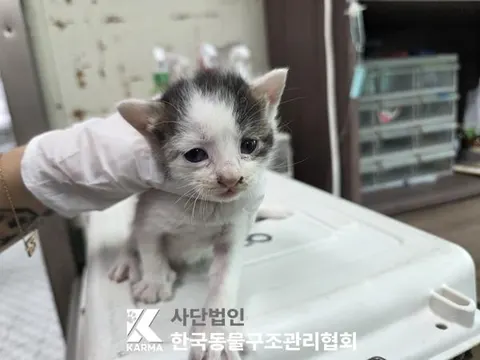 한국 고양이 · 00621, 가족을 기다리는 고양이
