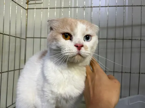 한국 고양이 · 00638, 가족을 기다리는 고양이