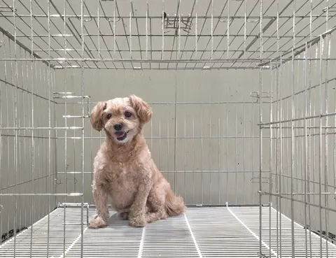 믹스견 · 00412, 가족을 기다리는 강아지