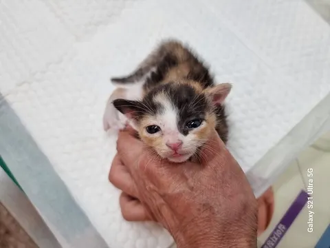 한국 고양이 · 00131, 가족을 기다리는 고양이