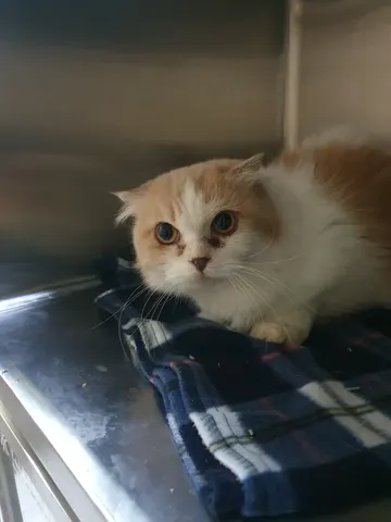 먼치킨 · 00462, 가족을 기다리는 고양이