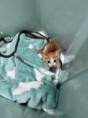 한국 고양이 · 01145, 가족을 기다리는 고양이