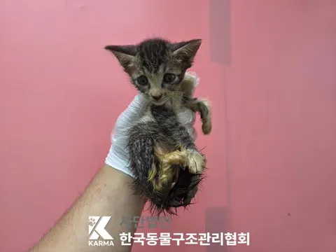 한국 고양이 · 00090, 가족을 기다리는 고양이