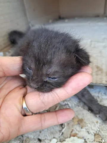 한국 고양이 · 00272, 가족을 기다리는 고양이