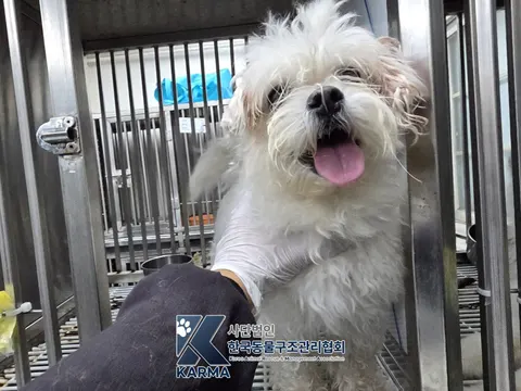믹스견 · 00148, 가족을 기다리는 강아지