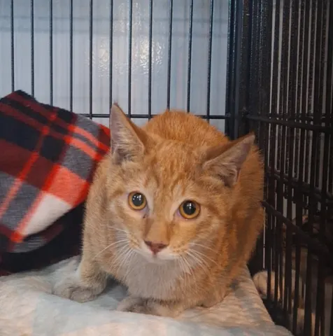 믹스묘 · 00756, 가족을 기다리는 고양이