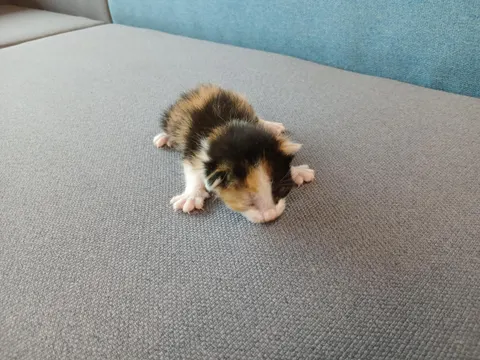 한국 고양이 · 00353, 가족을 기다리는 고양이