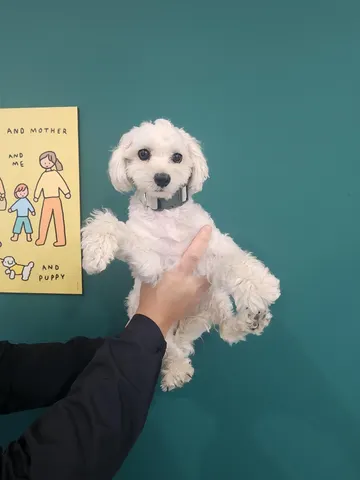 말티즈 · 00105, 가족을 기다리는 강아지