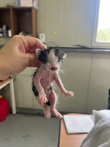 한국 고양이 · 00288, 가족을 기다리는 고양이