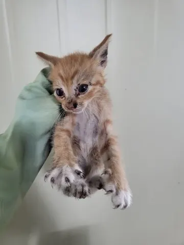 한국 고양이 · 00204, 가족을 기다리는 고양이