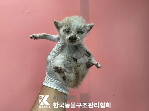 한국 고양이 · 00179, 가족을 기다리는 고양이