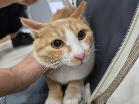 한국 고양이 · 00088, 가족을 기다리는 고양이