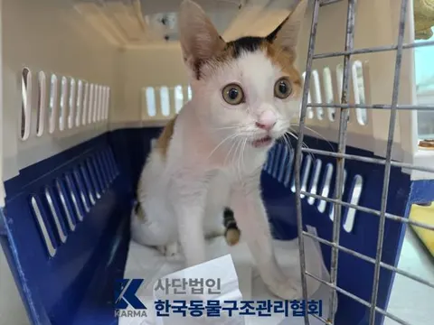 한국 고양이 · 00081, 가족을 기다리는 고양이