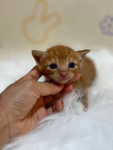 믹스묘 · 00197, 가족을 기다리는 고양이