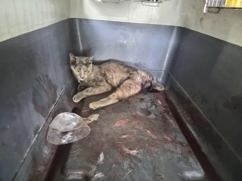 한국 고양이 · 00438, 가족을 기다리는 고양이
