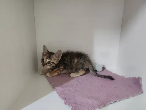 한국 고양이 · 00507, 가족을 기다리는 고양이