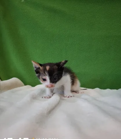 믹스묘 · 00872, 가족을 기다리는 고양이