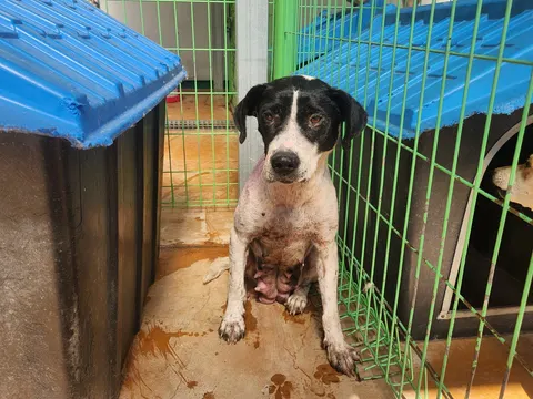 믹스견 · 00145, 가족을 기다리는 강아지